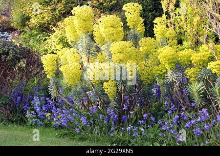 Gelber mediterraner Spurge, Eforbia characias wulfenii `Lambrook Gold` Stockfoto